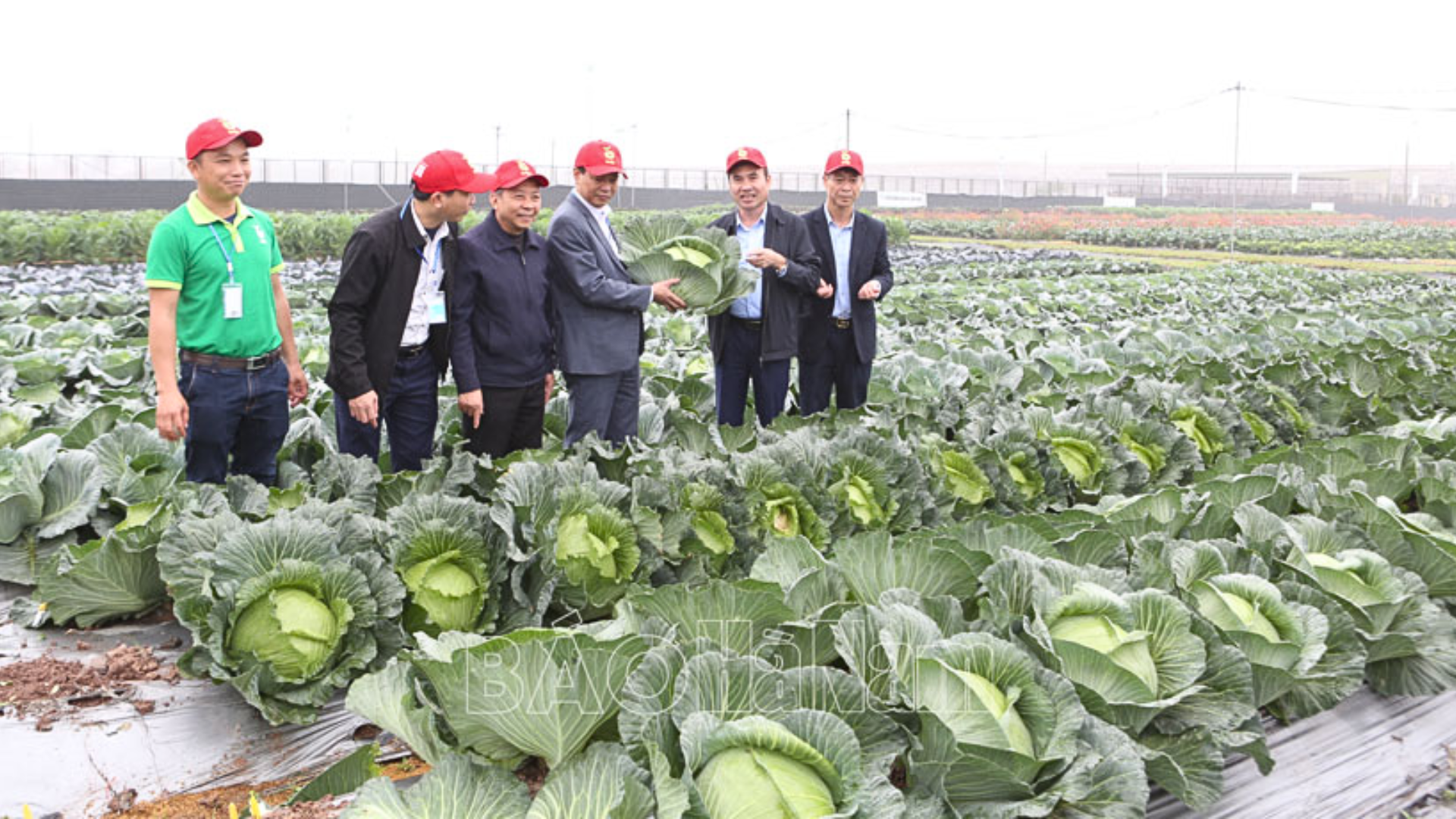 Evaluation of New Vegetable Varieties for the 2024–2025 Winter-Spring Season: Potential for High-Quality Crop Development